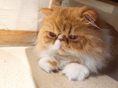 -藏猫猫咖啡主题馆(中央大道店)