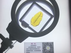 -上海昆虫博物馆