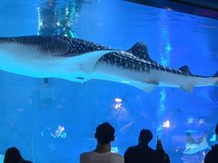 -烟台海昌鲸鲨海洋公园