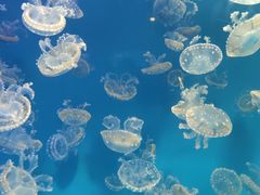 -海合安成都极地海洋公园