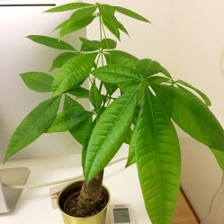 大堂-Yukina Plus专业日式美肌