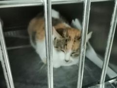 -申普宠物医院·眼科·心内科·影像科(普陀分院)