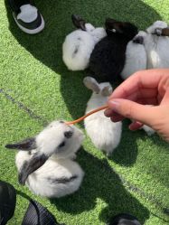 -萌宠亲子动物乐园(槐房万达店)