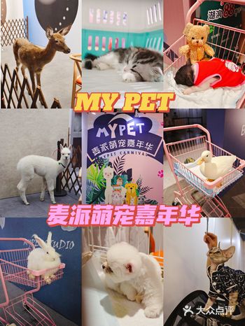 麦派萌宠嘉年华就在杭州市中心的湖滨88商场