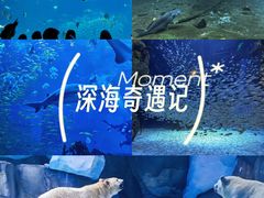 -海合安成都极地海洋公园