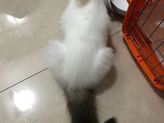 -Bastet sally猫舍购宠(静安店)