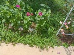 -名花谷生态庄园