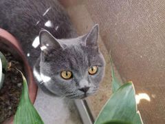 -大碗居老北京炸酱面(蛇口店)