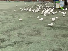 -安徽大青山野生动物世界