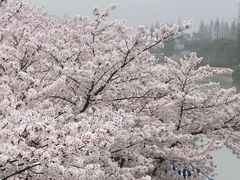 -高东镇樱花园