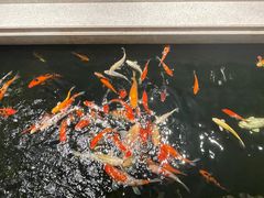 -龙悦湾酒家·八阵鱼生·渔人码头店