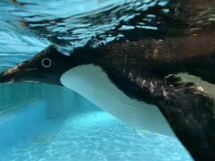 -帝企鹅自助餐厅•儿童岛•真企鹅(长隆企鹅酒店)