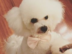 -PETKIT小佩宠物(古北店)