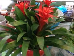 iphone_upload_pic-双季花艺园艺市场(浦东店)