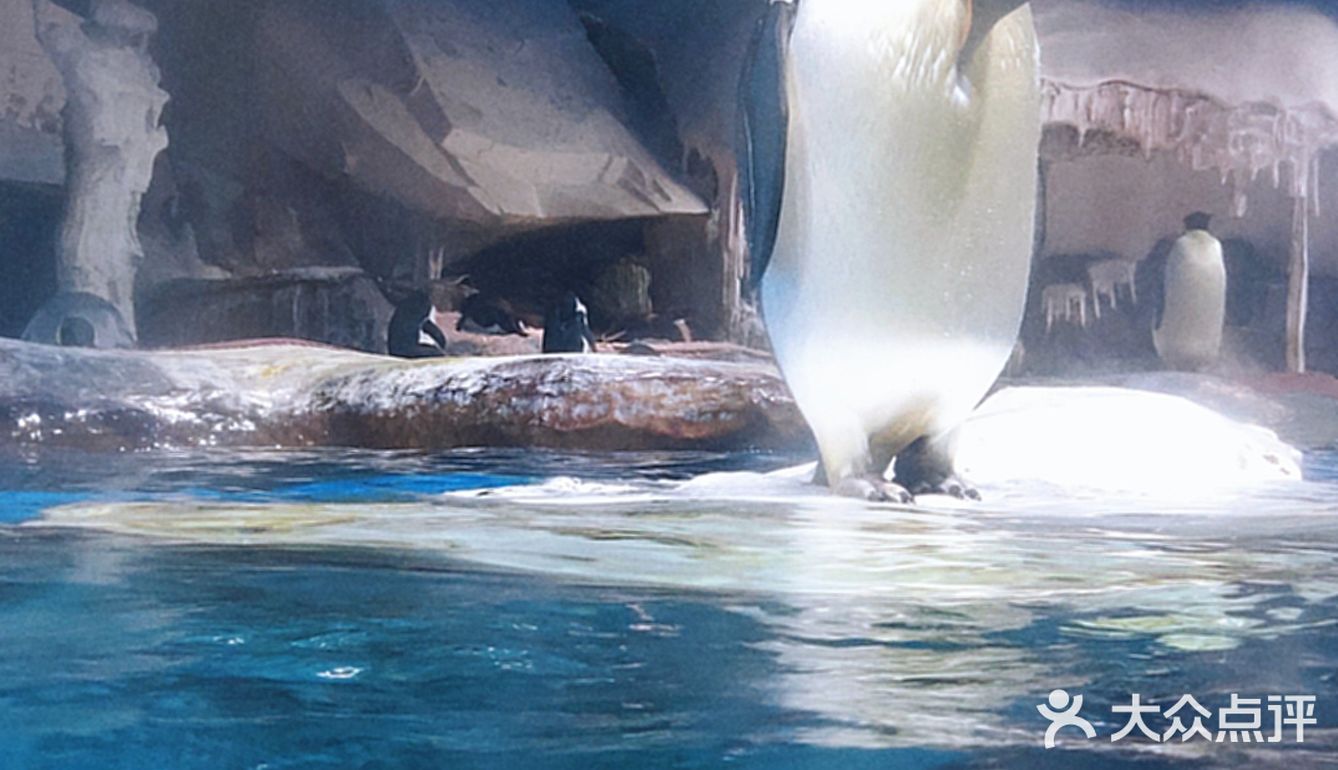 五一游玩‖武汉海昌极地海洋公园