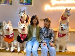 -Husky Go! 哈士奇体验馆·宠物咖啡厅狗咖