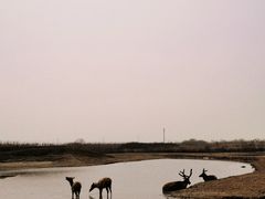 -宁波杭州湾国家湿地公园