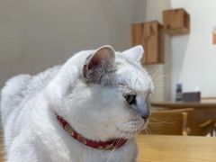 -藏猫猫咖啡主题馆(中央大道店)