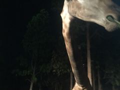 -清迈夜间动物园