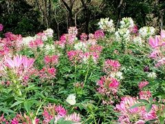 -松山湖梦幻百花洲