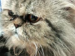 -安安宠医·安宠宠物医院