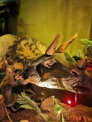 -恐龙探索乐园(磁器口店)