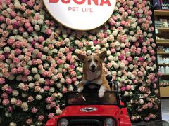 -百好乐宠物友好餐厅(朝外大街店)