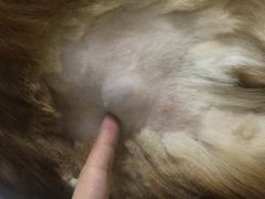 -汪喵宠物医院·骨科心脏影像·犬猫急重症ICU诊疗中心(成华分院)