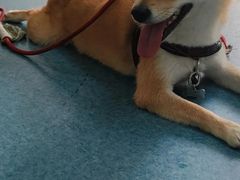 -宠颐生猫科·内科皮肤科(西平世纪城店)