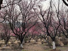-南京古林公园