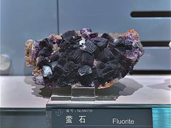 -中国地质博物馆