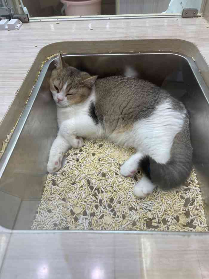 babydoll猫舍工作室来福士店