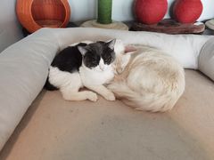 -Cappucimeow猫咪咖啡馆(韦伯时代店)