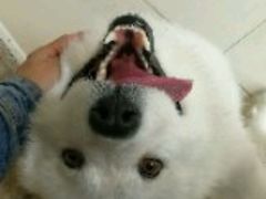 -波姐宠物家庭寄养