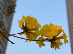 -洲头咀公园