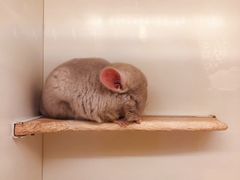 -龙猫仔乐园(惠福东路店)