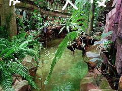 -正佳雨林生态植物园