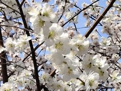 -桃花堤公园