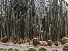 -深圳仙湖植物园