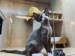 -山宅一喵德文卷毛猫舍