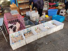 -哈尔滨道外花鸟鱼市场