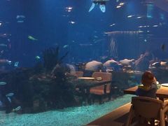 -海棠湾洲际-涛·海底餐厅·美人鱼·自助餐·海底隧道