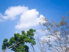 -银湖山郊野公园-相思林