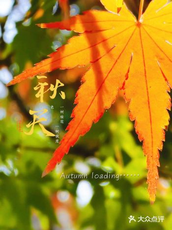 初秋总是很温柔，日间把夏天留下，日落后还带秋风