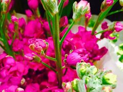 -花言草语鲜花店(灵山路店)