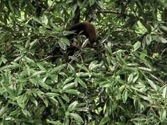 -都江堰中华大熊猫苑