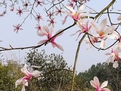 -杭州植物园