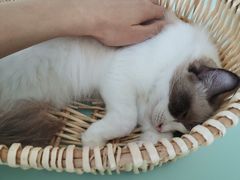 -怪兽屋·羊驼·猫咖·狗咖(俊华广场店)