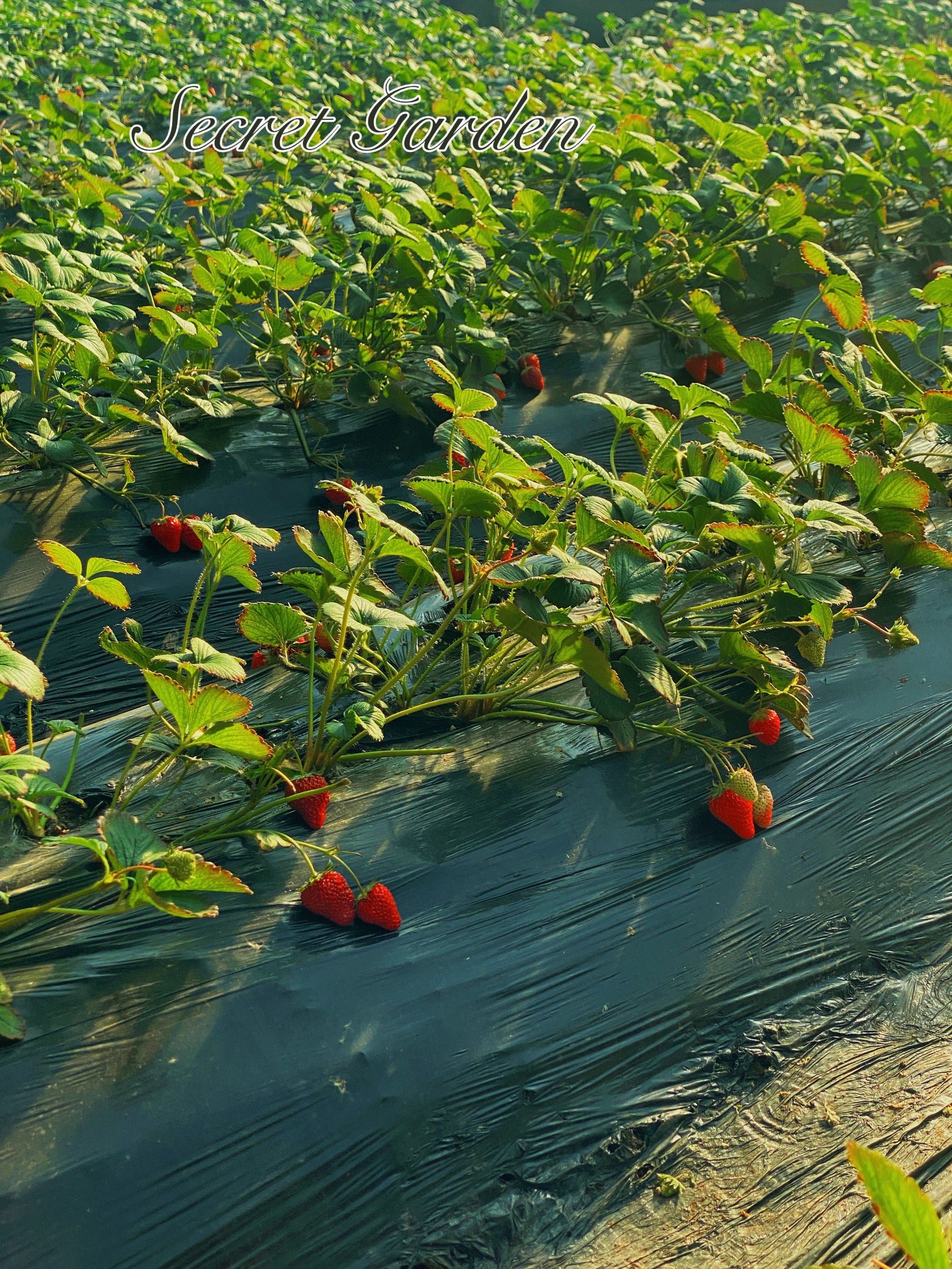 91莓心莓肺莓烦恼91草莓摘的比买的好91