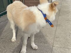 -宠颐生动物医院·心脏科·保险定点(锦阳分院)